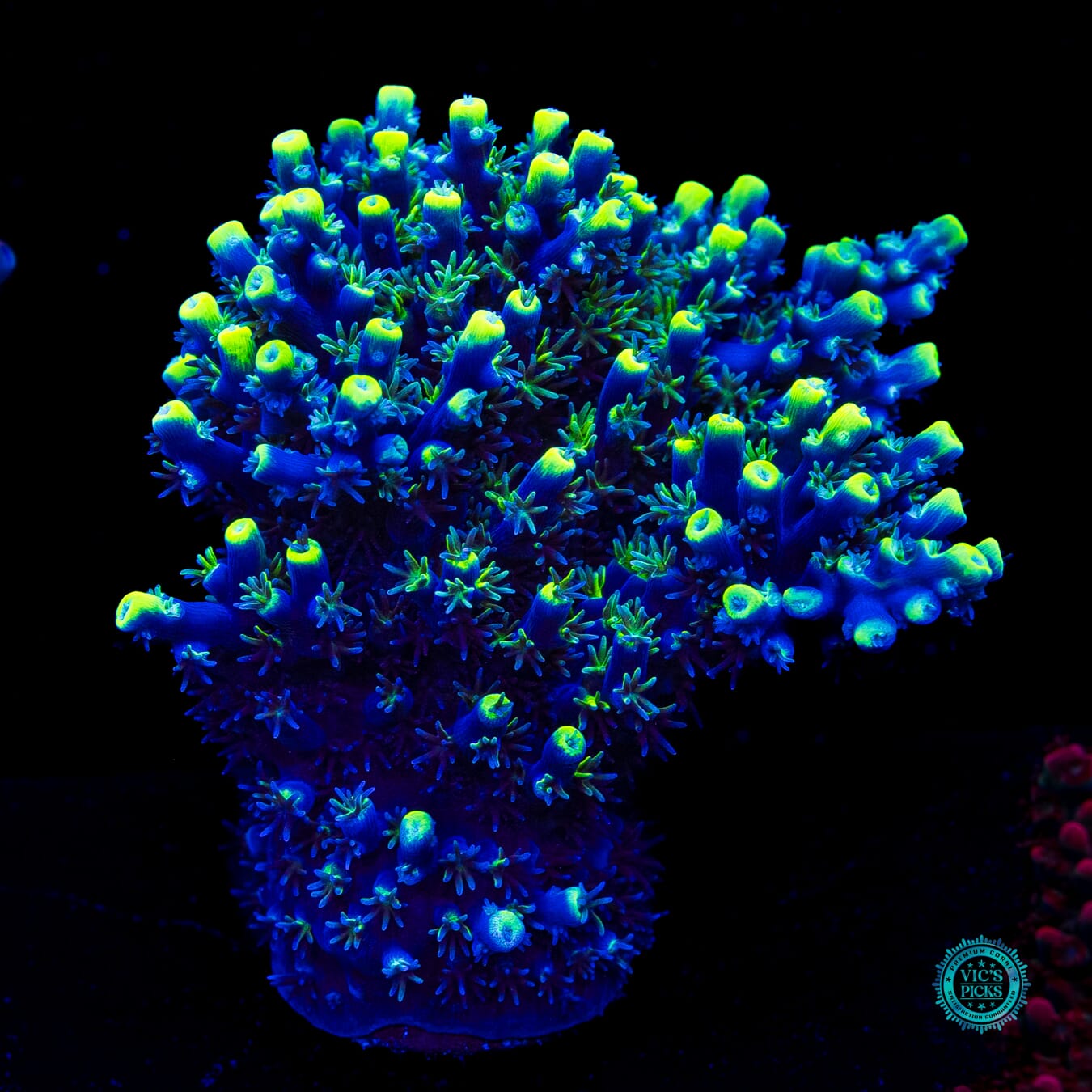 WWC Shark Bite Acropora - Actinic Photo