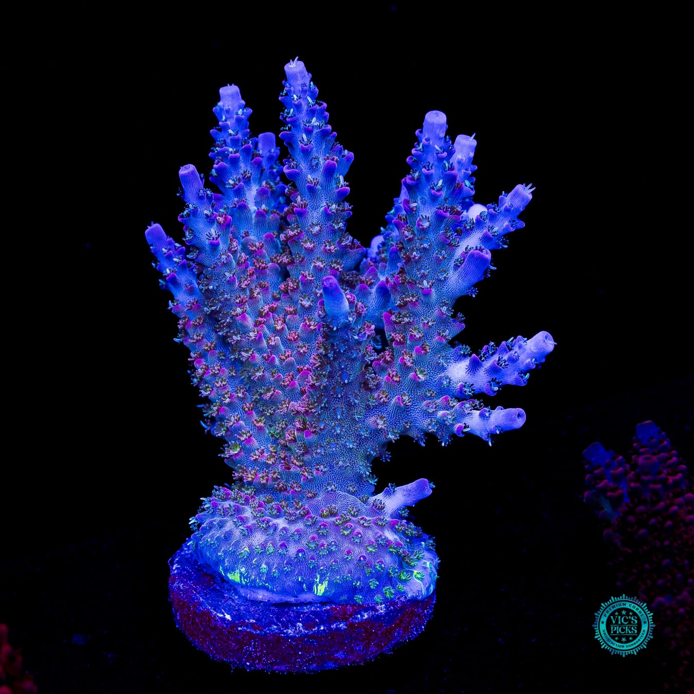 WWC Peacemaker Acropora - Actinic Photo
