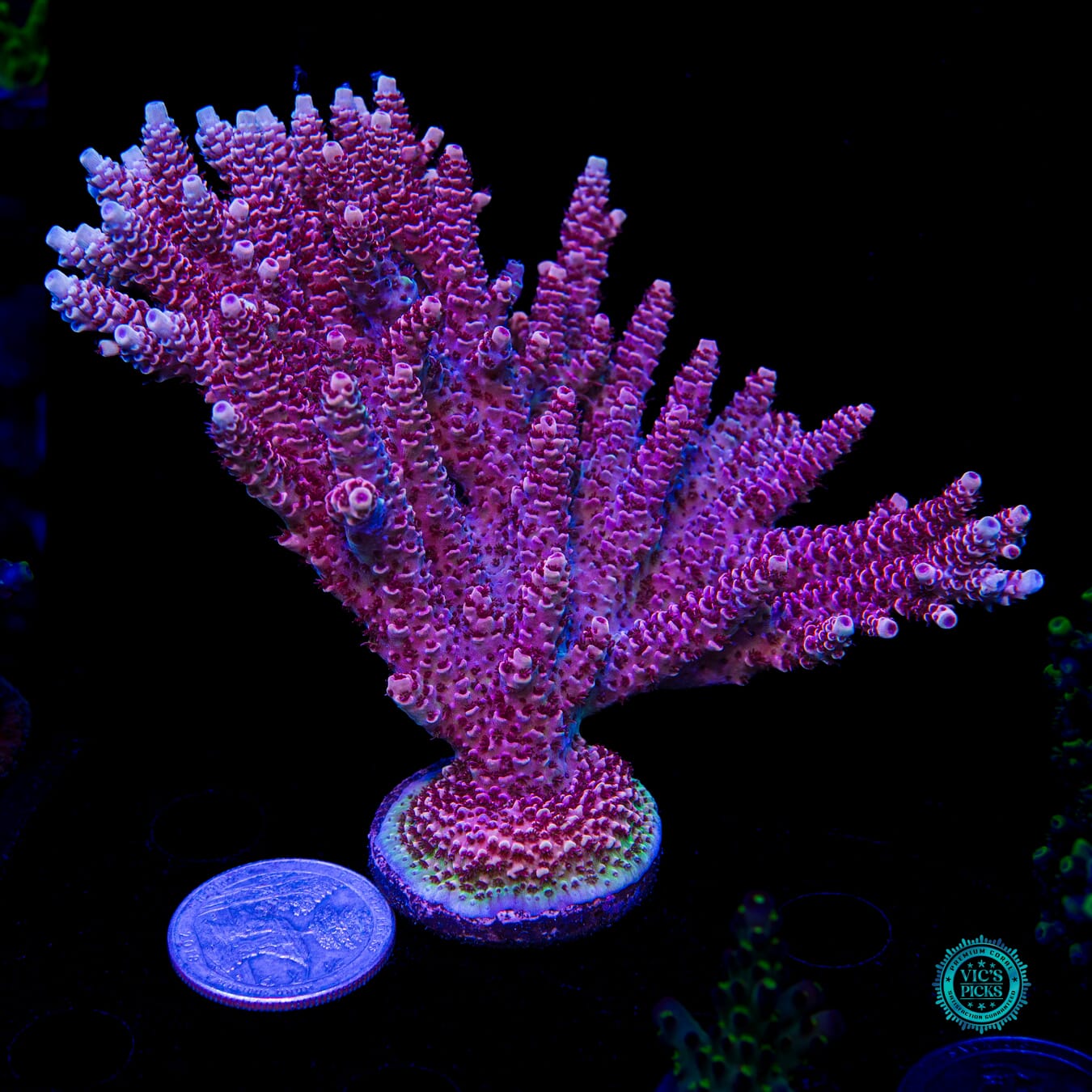 WWC Dragon Slayer Acropora - Daylight Photo