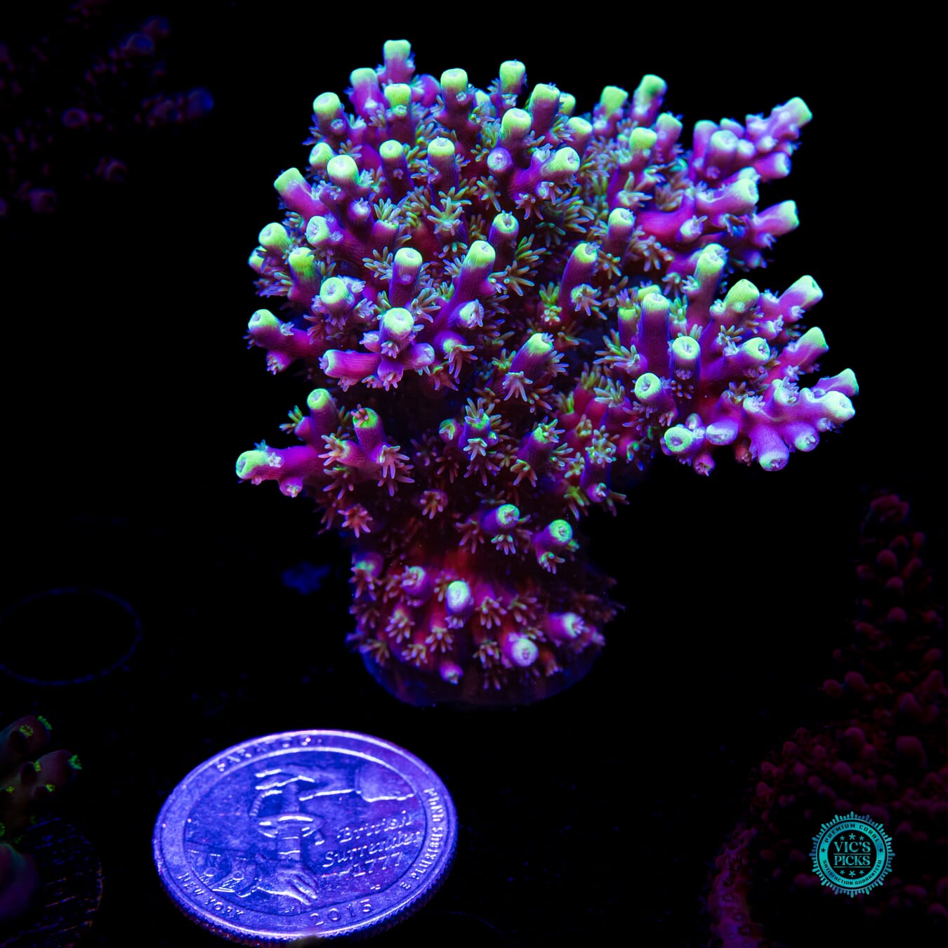 WWC Shark Bite Acropora - Daylight Photo