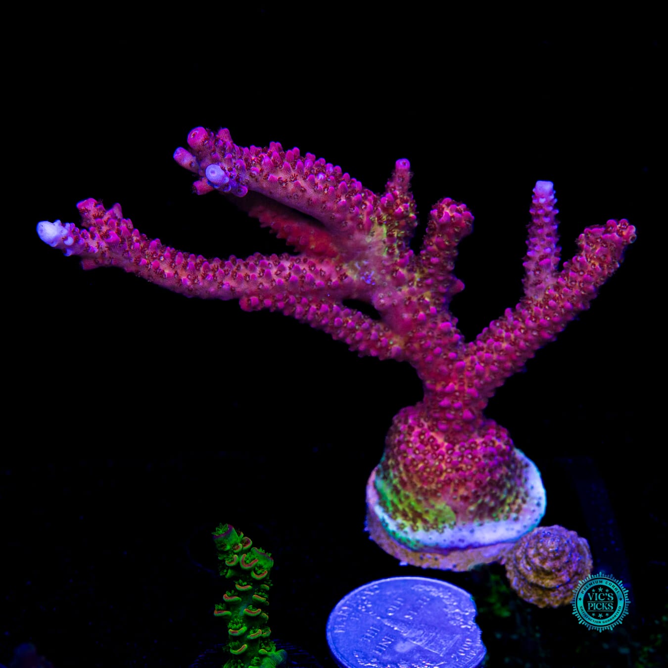 PC Rainbow Acropora - Daylight Photo