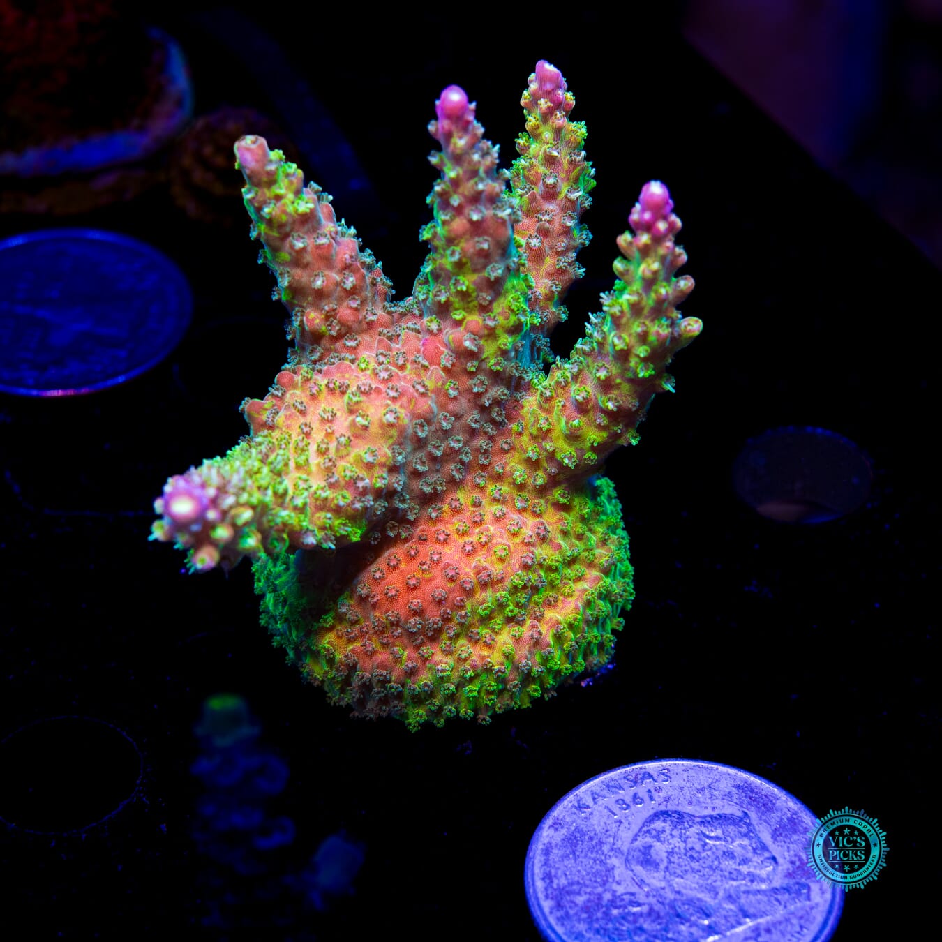 CC Grafted Banana Hammock Acropora - Daylight Photo