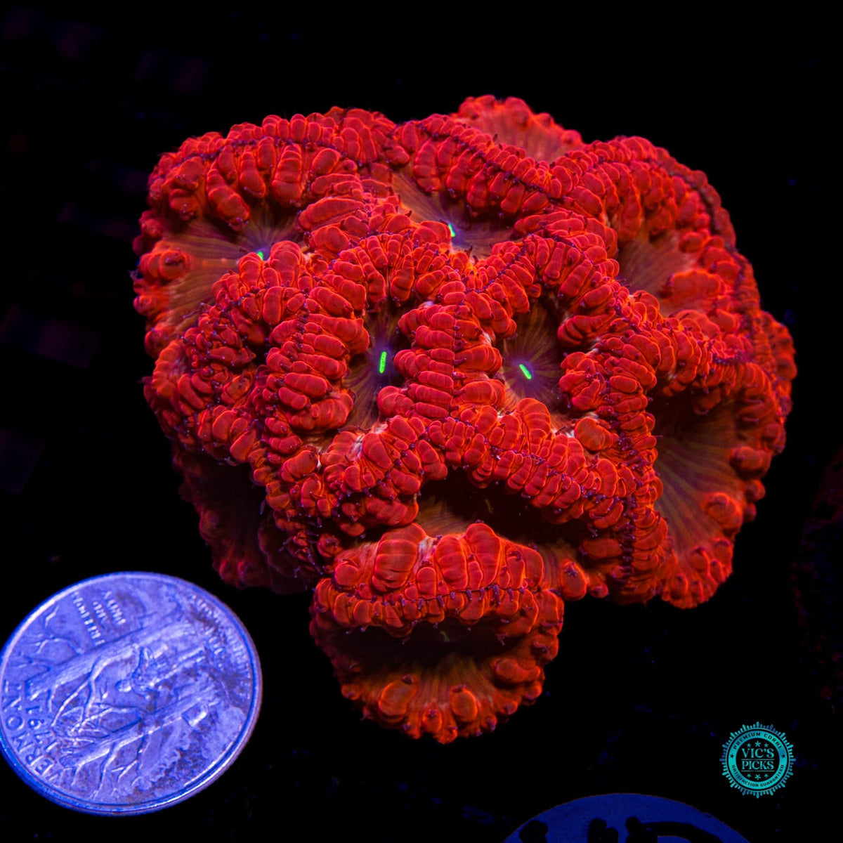 Crimson Crusader Blastomussa - Daylight Photo