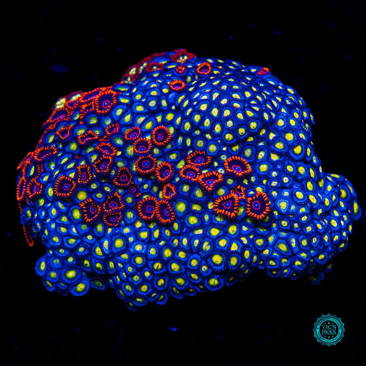 WWC AOI, Red Hornet and Alpha Omega Combo Zoanthid - Actinic Photo