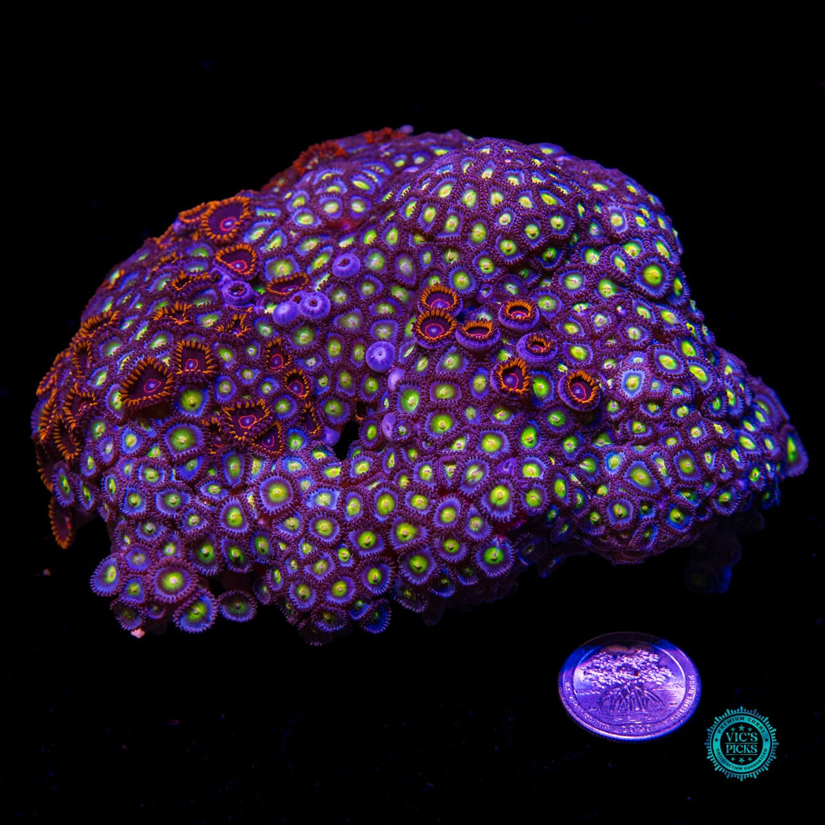 WWC AOI, Red Hornet and Alpha Omega Combo Zoanthid - Daylight Photo