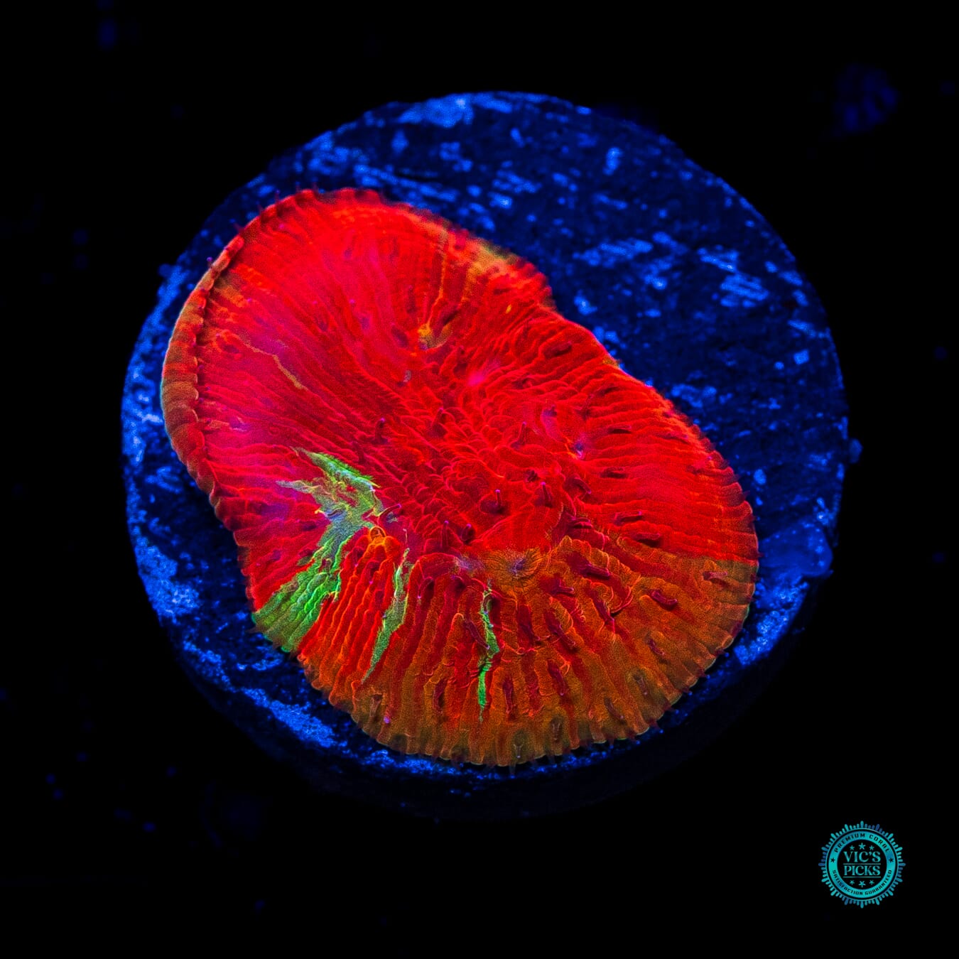 WWC Diablo Diaseris Plate - Daylight Photo