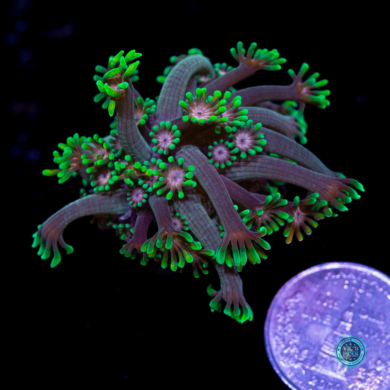 WWC Guava Berry Alveopora - Actinic Photo