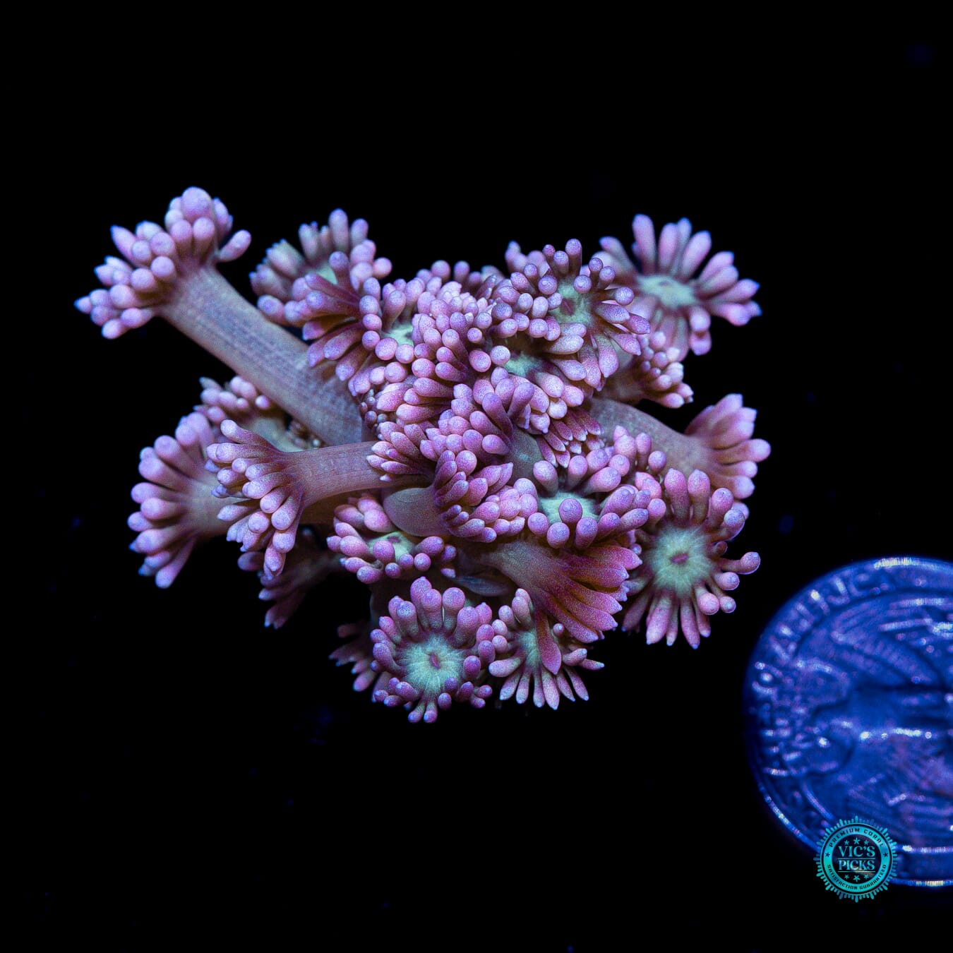 WWC Soursop Goniopora - Actinic Photo