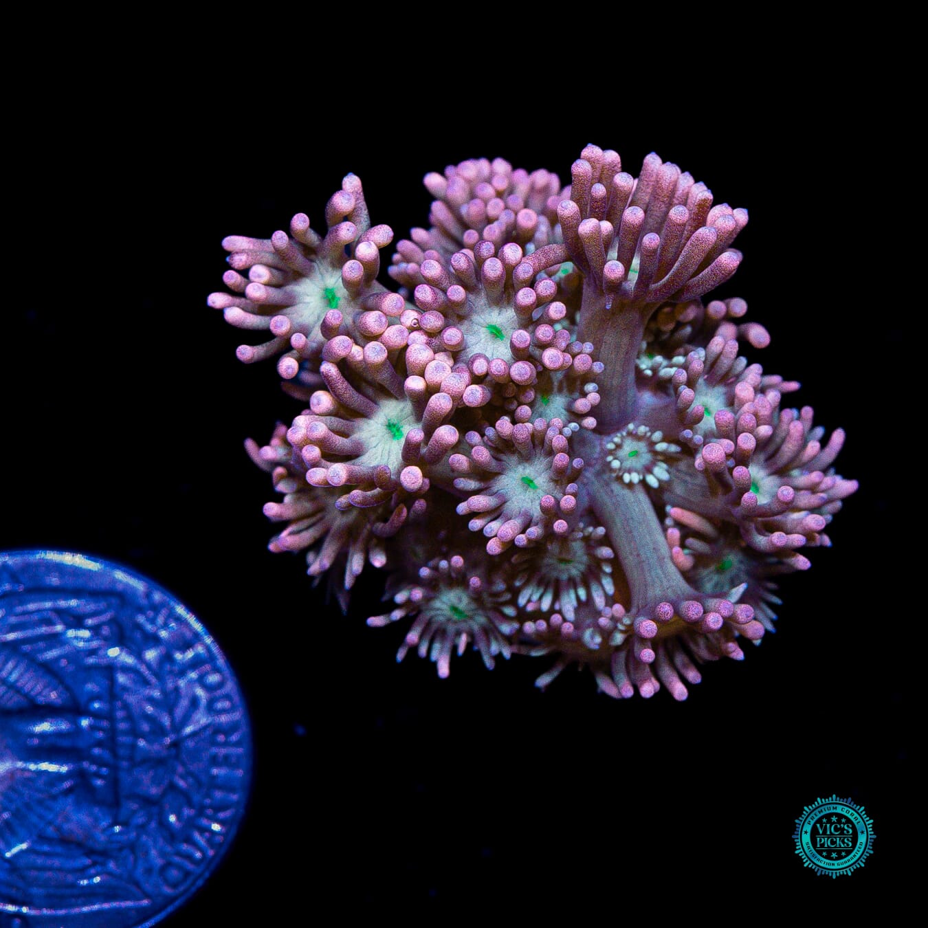 WWC Bay Watch Goniopora - Actinic Photo