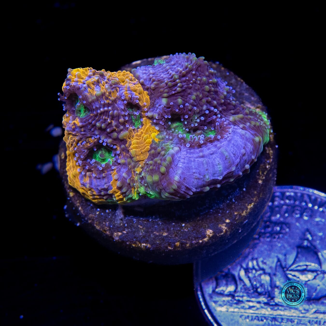 WWC Mango Tango Echinata - Actinic Photo