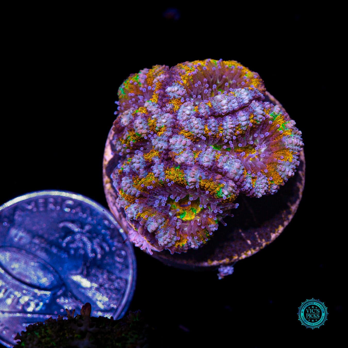 Soul Stone Aussie Lord - Actinic Photo