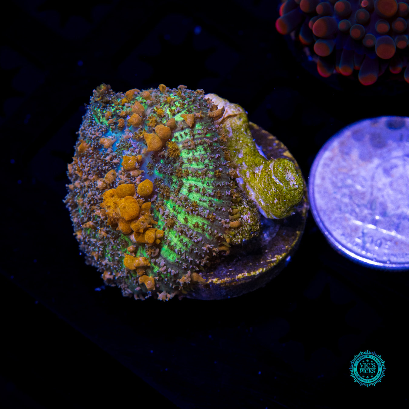 WWC Sunkist Bounce Mushroom