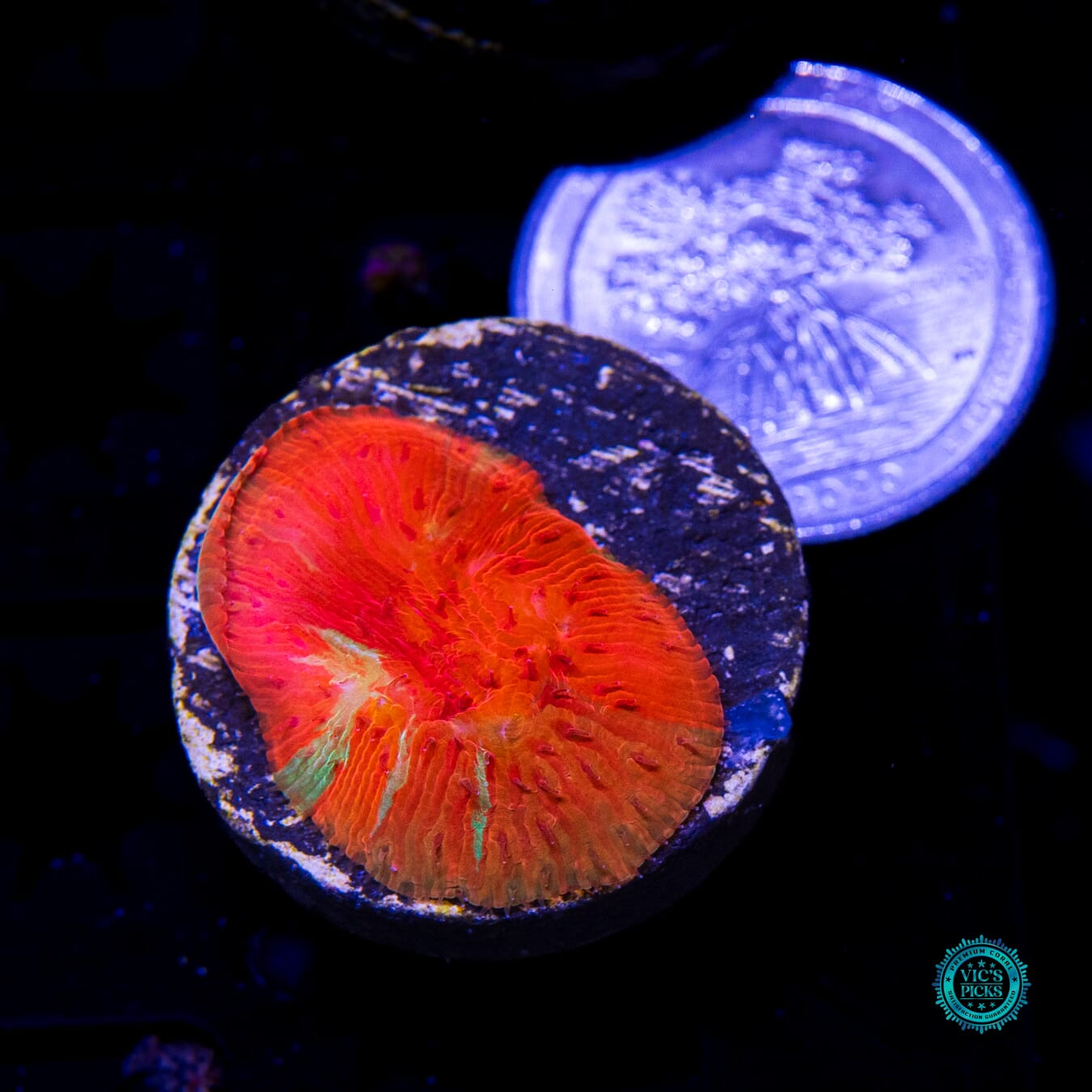 WWC Diablo Diaseris Plate - Actinic Photo