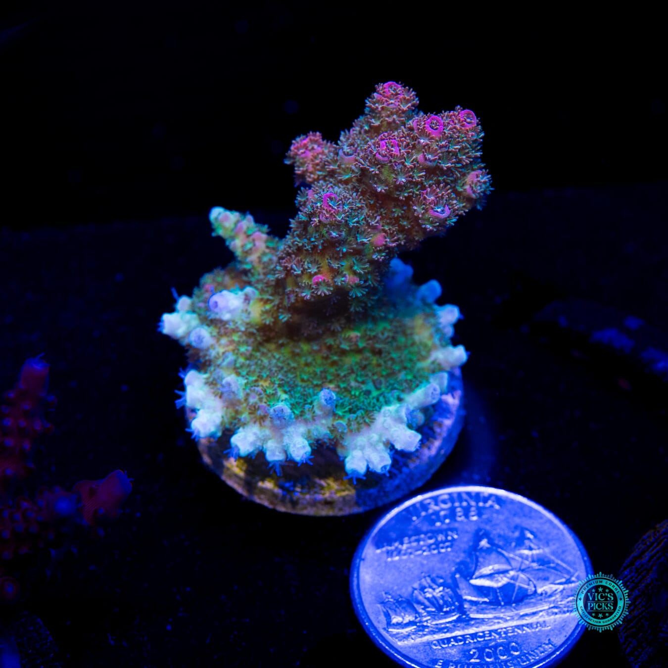 WWC Jello Shot Acropora - Actinic Photo