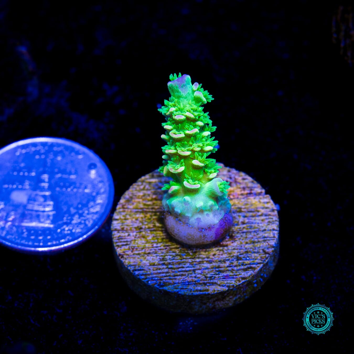Jason Fox Homewrecker Tenuis Acropora - Actinic Photo
