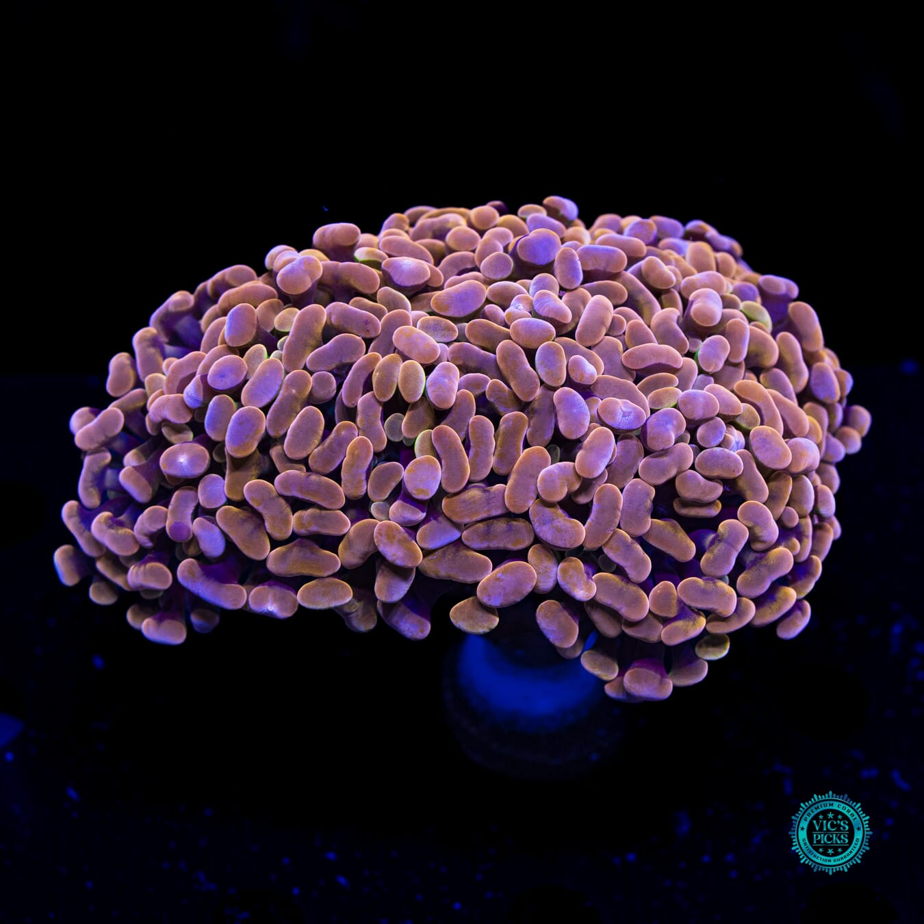 WWC Coppertone Branching Hammer - Daylight Photo