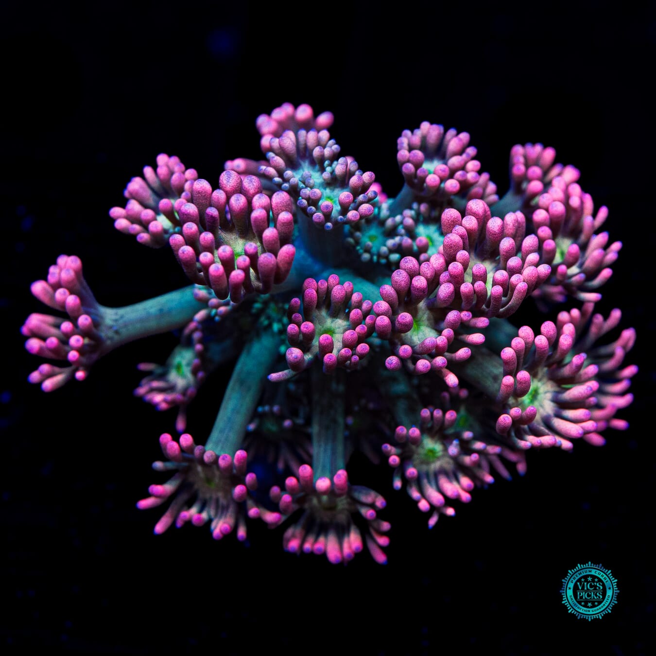 WWC Bay Watch Goniopora - Daylight Photo