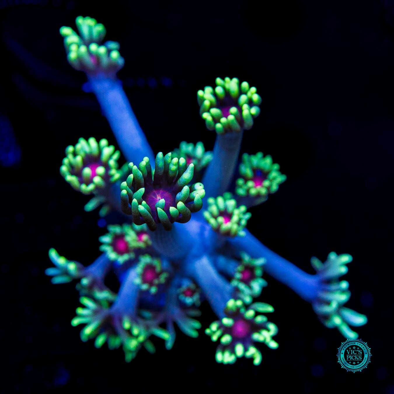 Poison Nova Goniopora - Daylight Photo