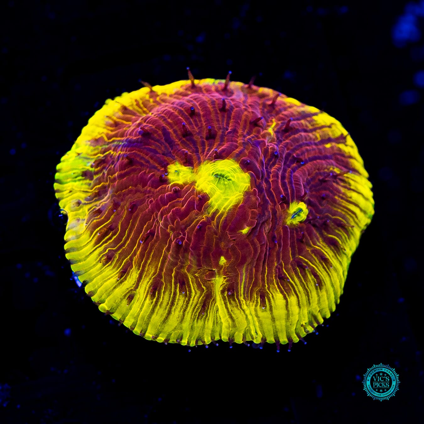 WWC Henchman Diaseris Plate - Daylight Photo