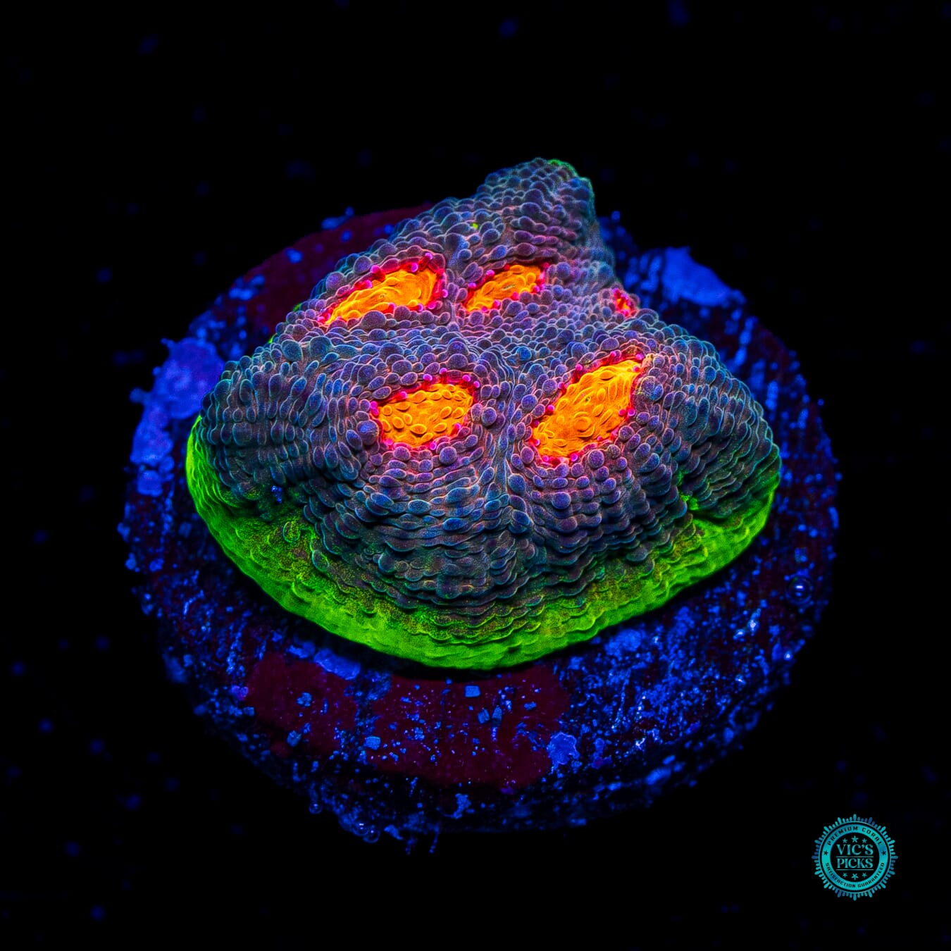 Jason Fox Crazy Fox Chalice - Daylight Photo