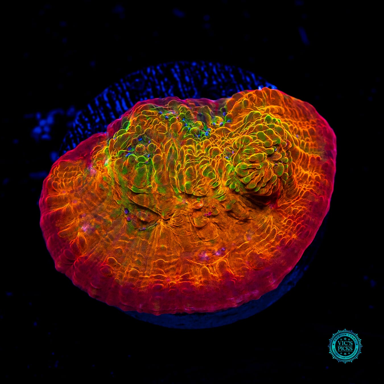 POTO Rainbow Peacock Chalice - Daylight Photo