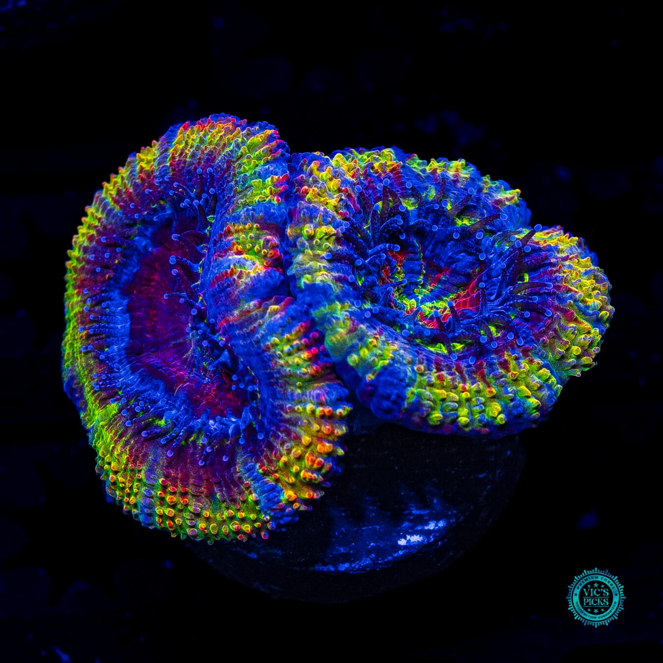 WWC Mystery Machine Aussie Lord - Daylight Photo