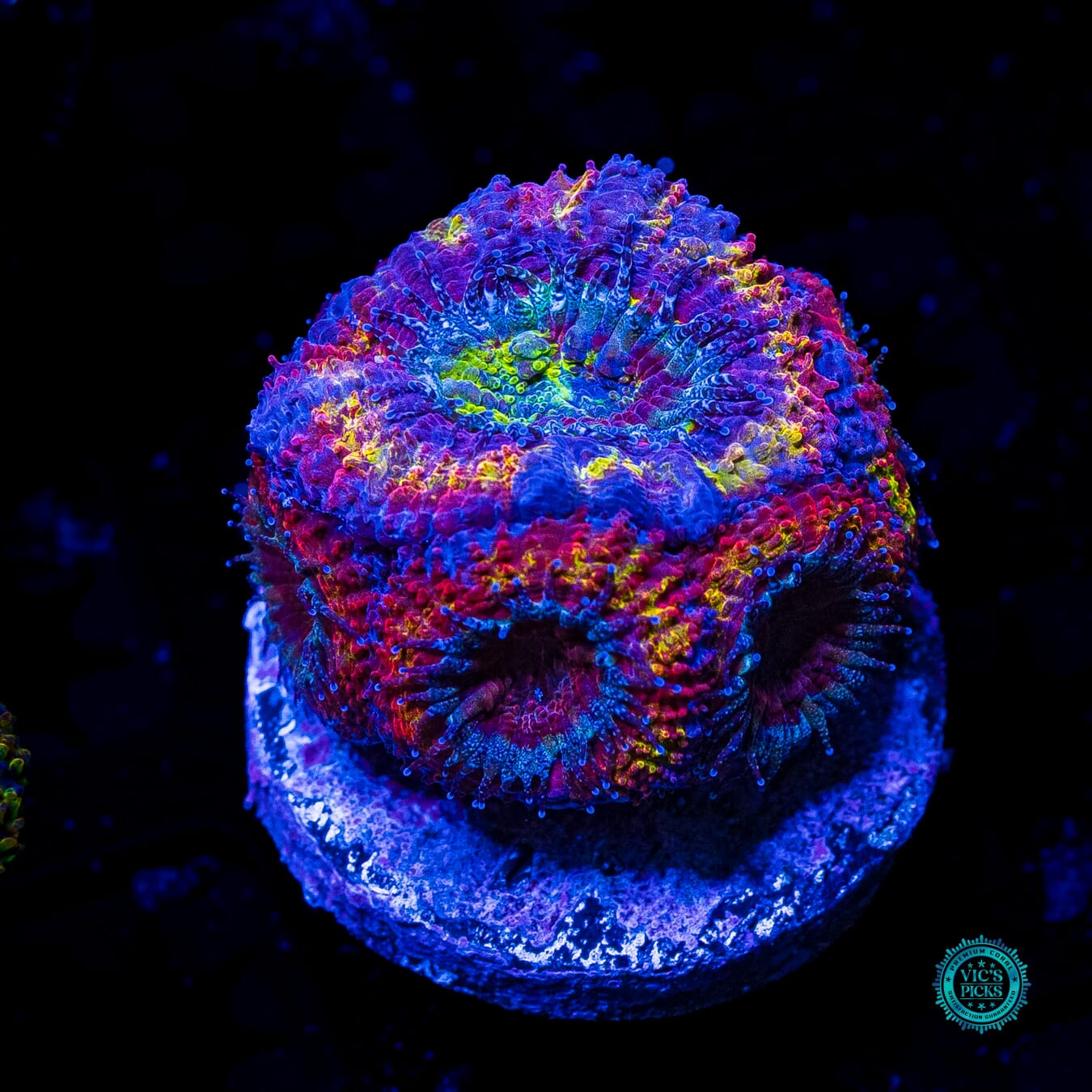 Shangri La Aussie Lord - Daylight Photo