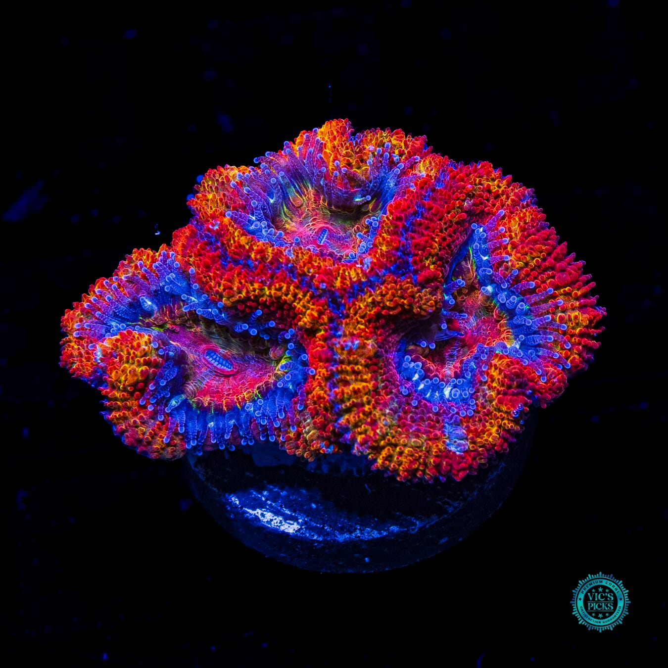 Magma Aussie Lord - Daylight Photo