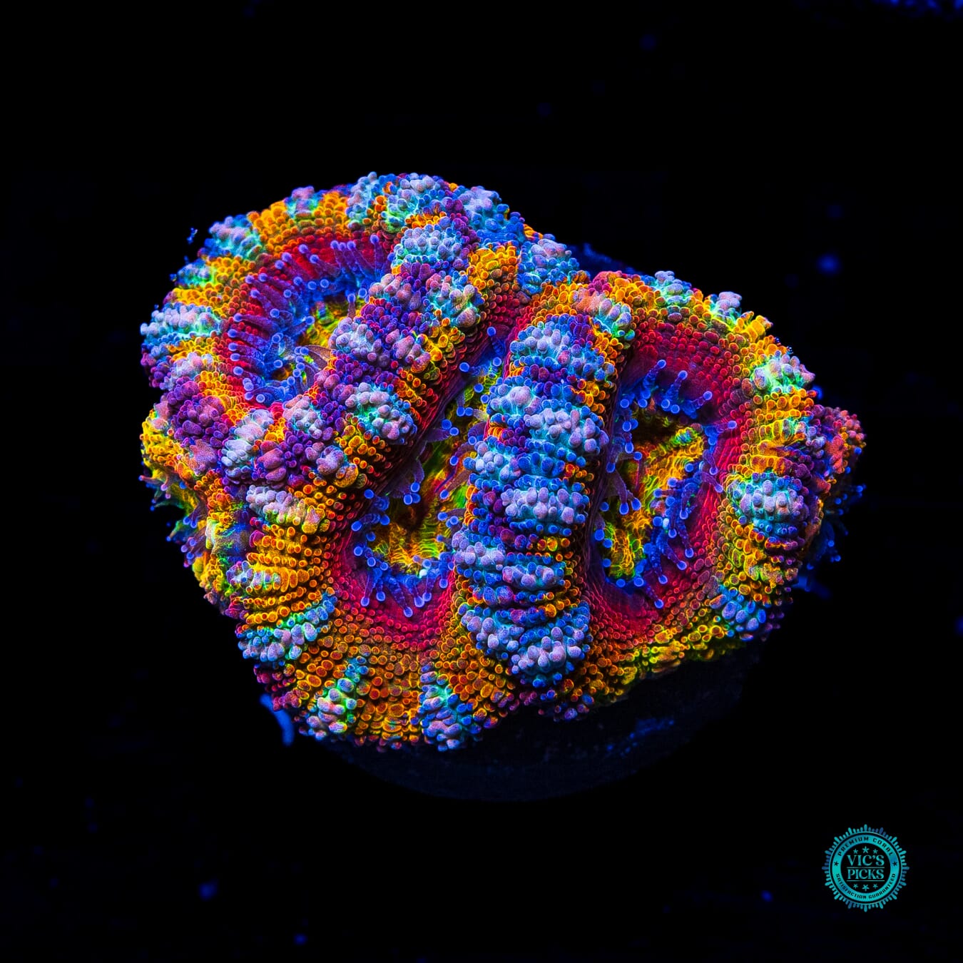 Lucky Charms Aussie Lord - Daylight Photo