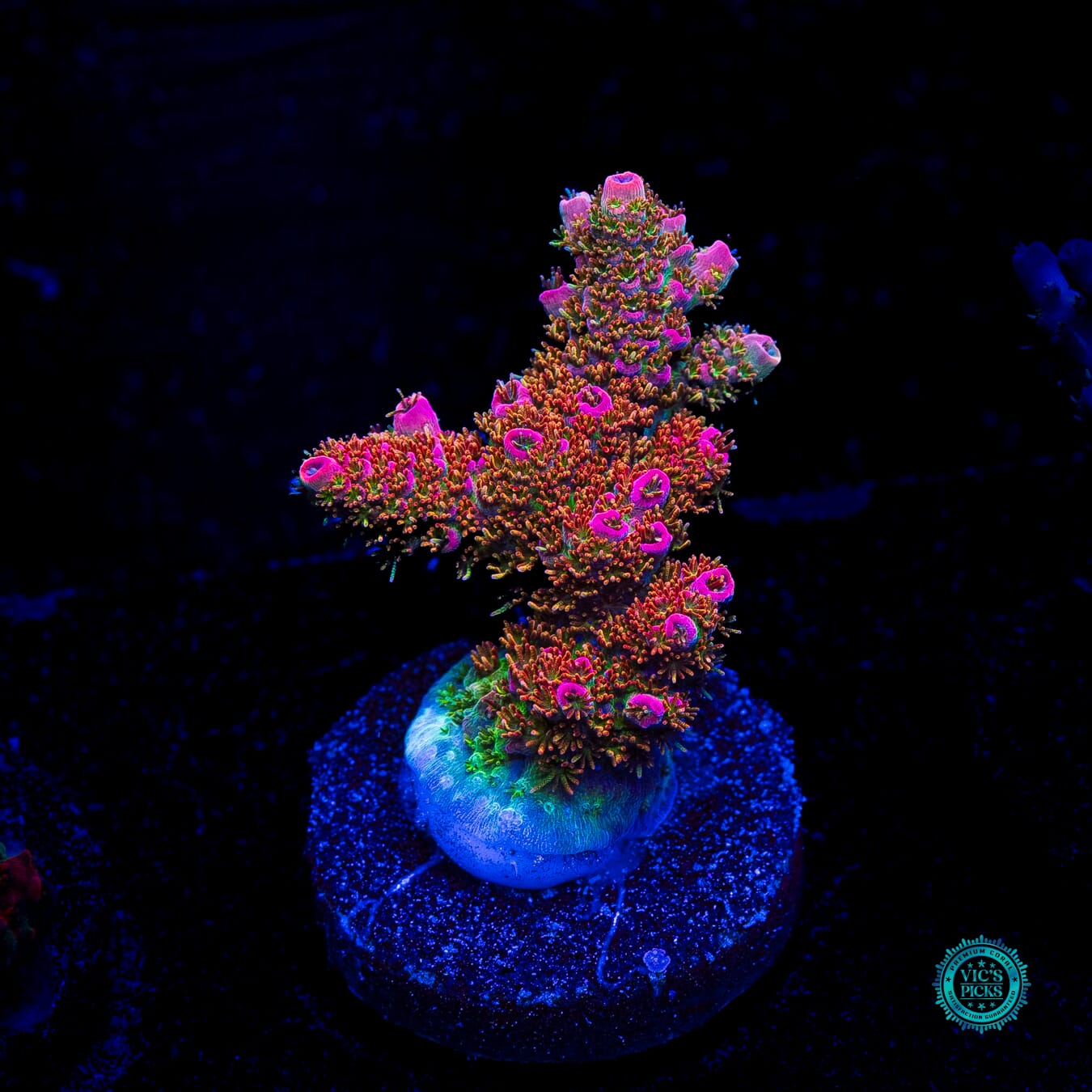 WWC Jello Shot Acropora - Daylight Photo