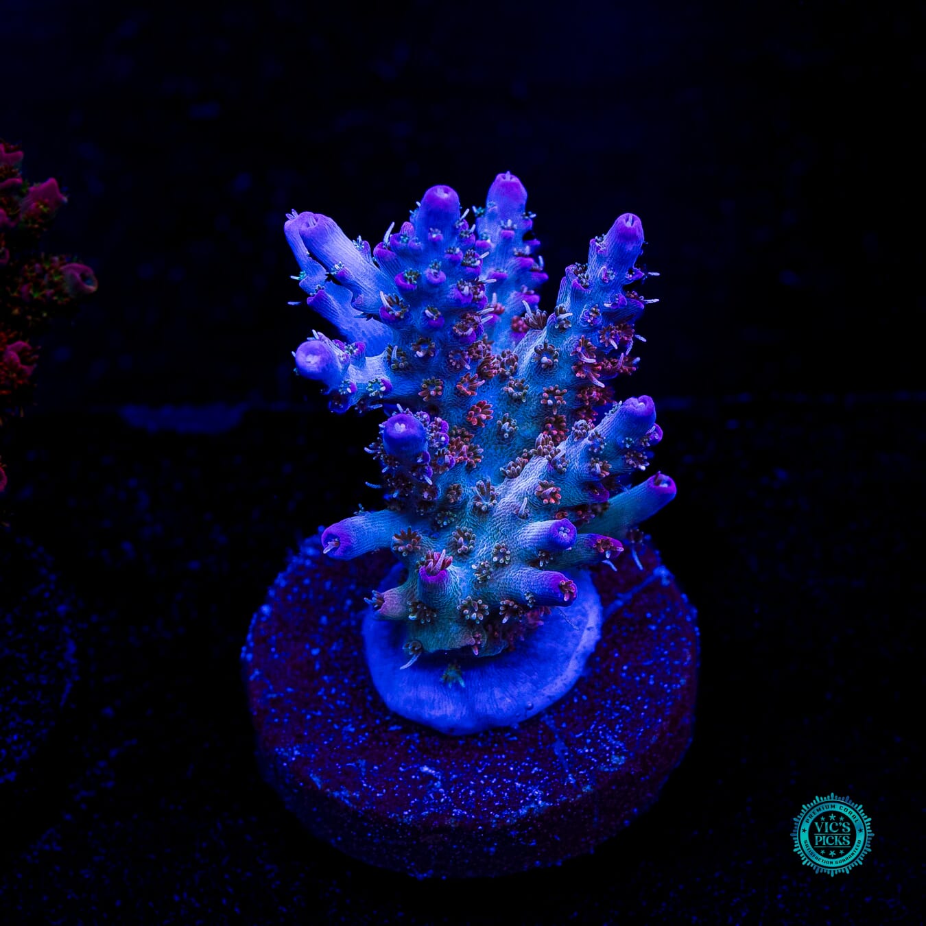 WWC Peacemaker Acropora - Daylight Photo