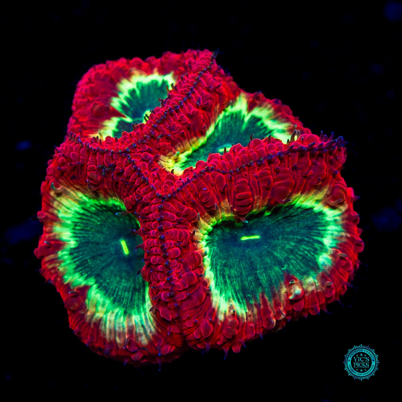 Venomstrike Blastomussa - Daylight Photo