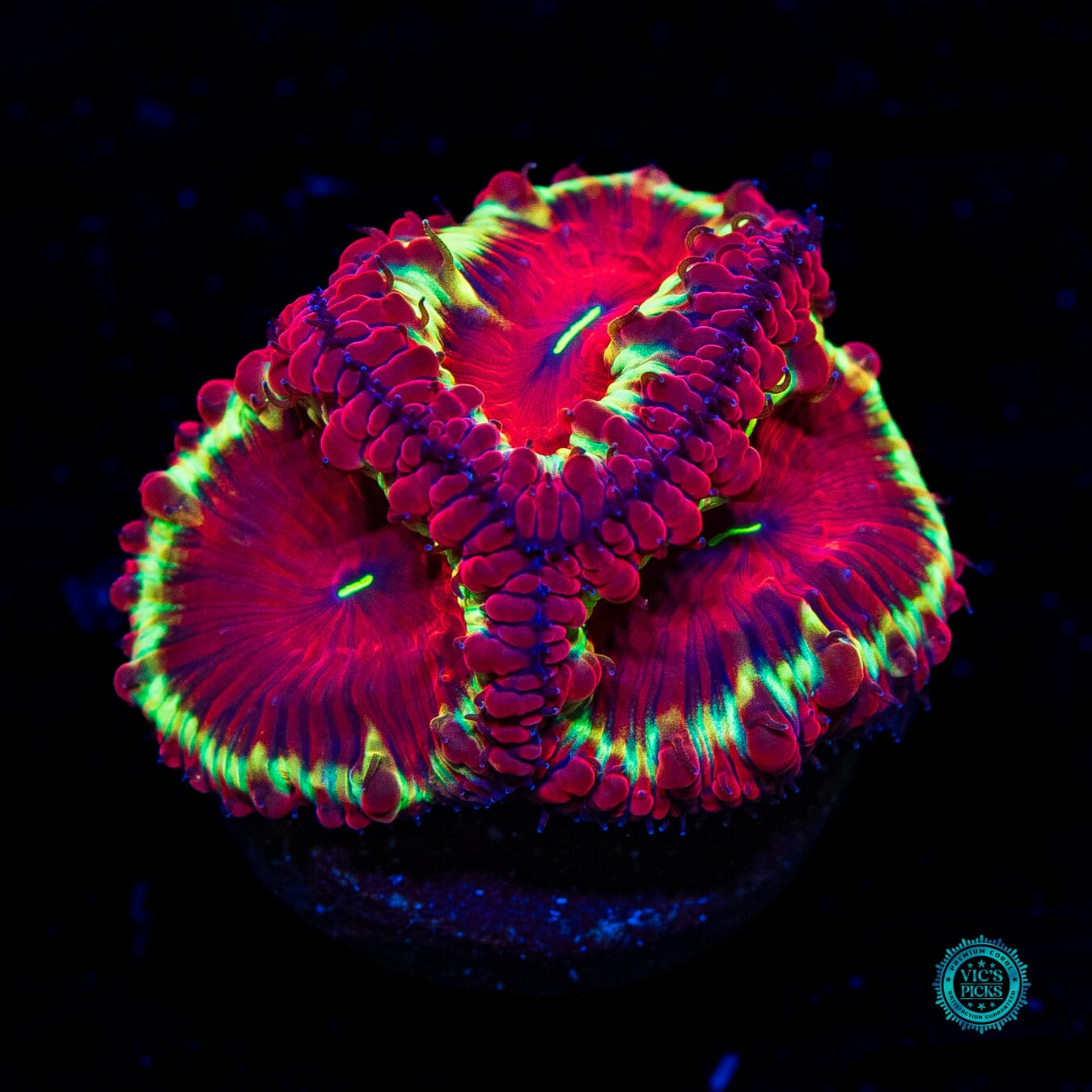 Fire Orchid Blastomussa - Daylight Photo