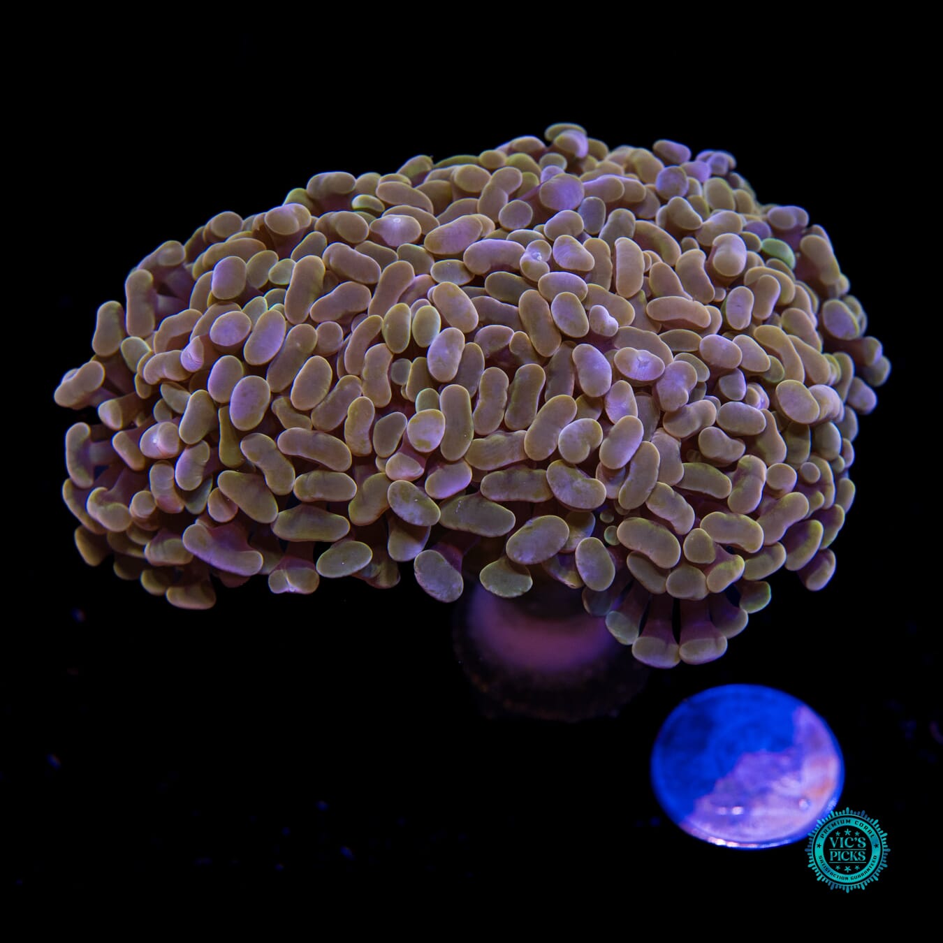 WWC Coppertone Branching Hammer - Actinic Photo