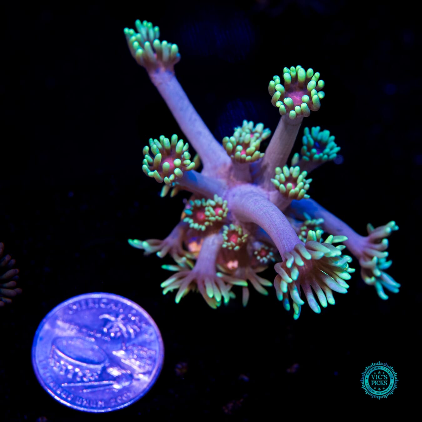 Poison Nova Goniopora - Actinic Photo