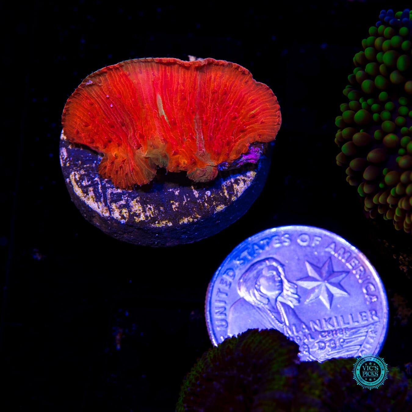 WWC Diablo Diaseris Plate - Actinic Photo