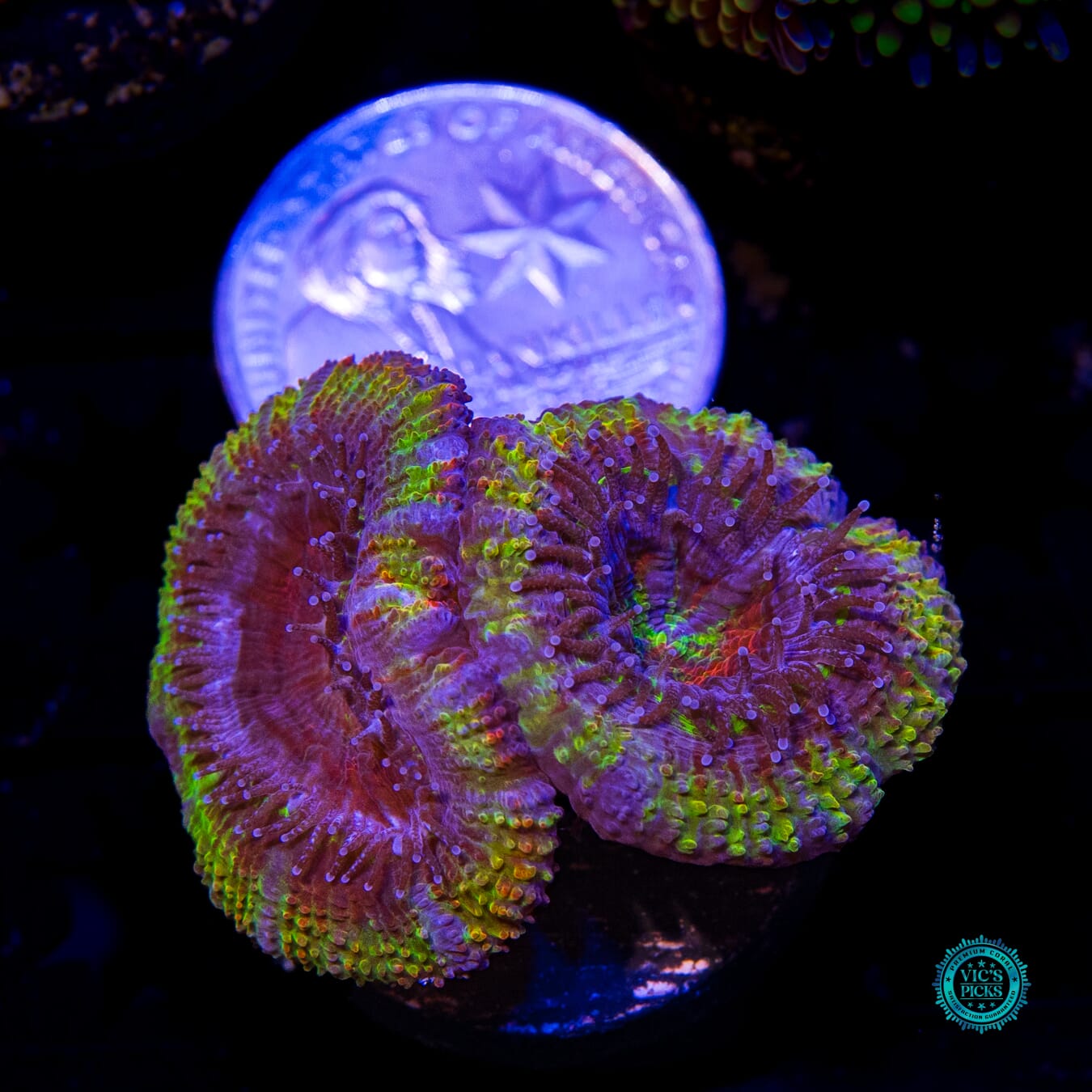 WWC Mystery Machine Aussie Lord - Actinic Photo