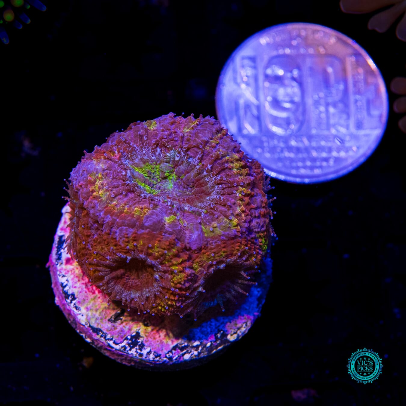 Shangri La Aussie Lord - Actinic Photo