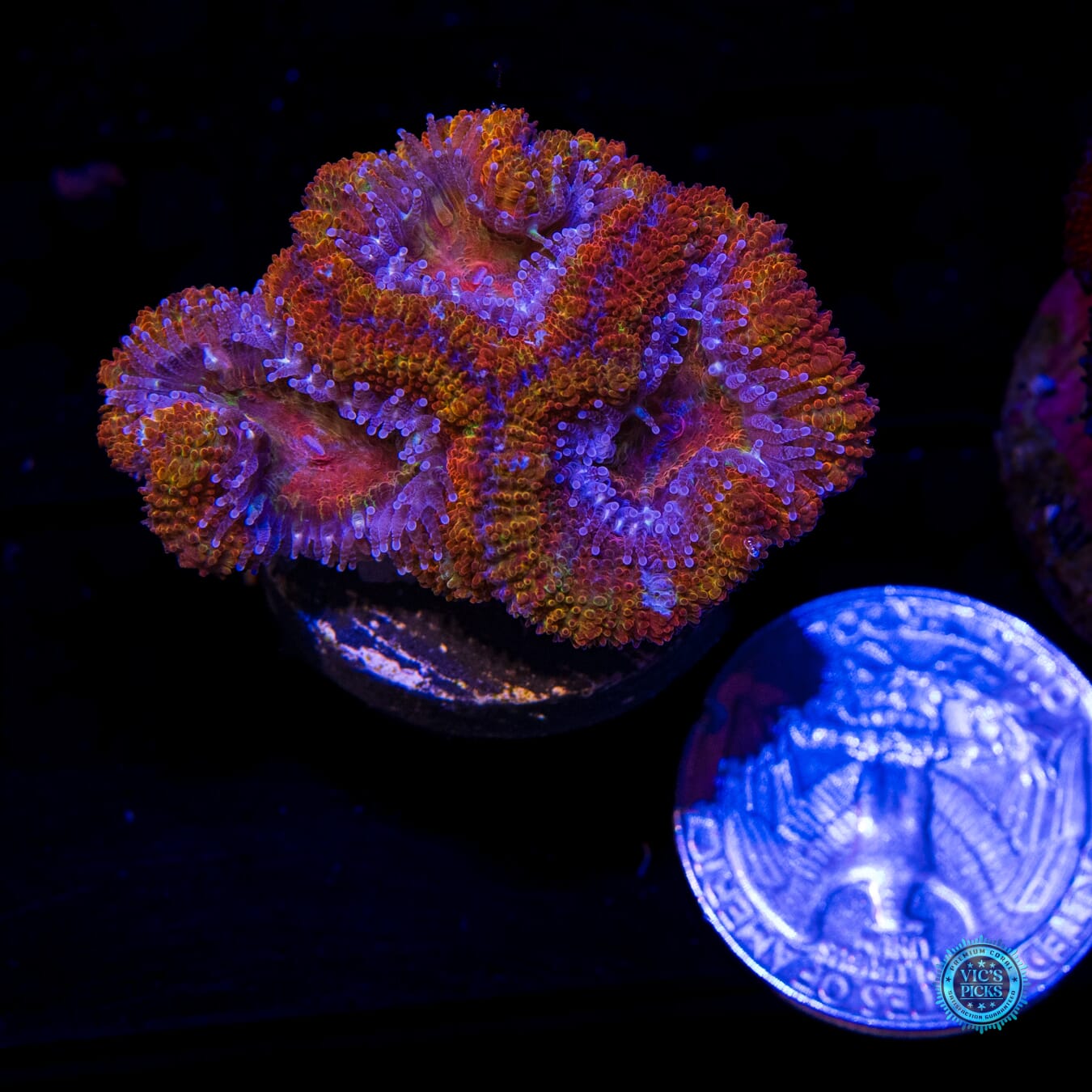 Magma Aussie Lord - Actinic Photo