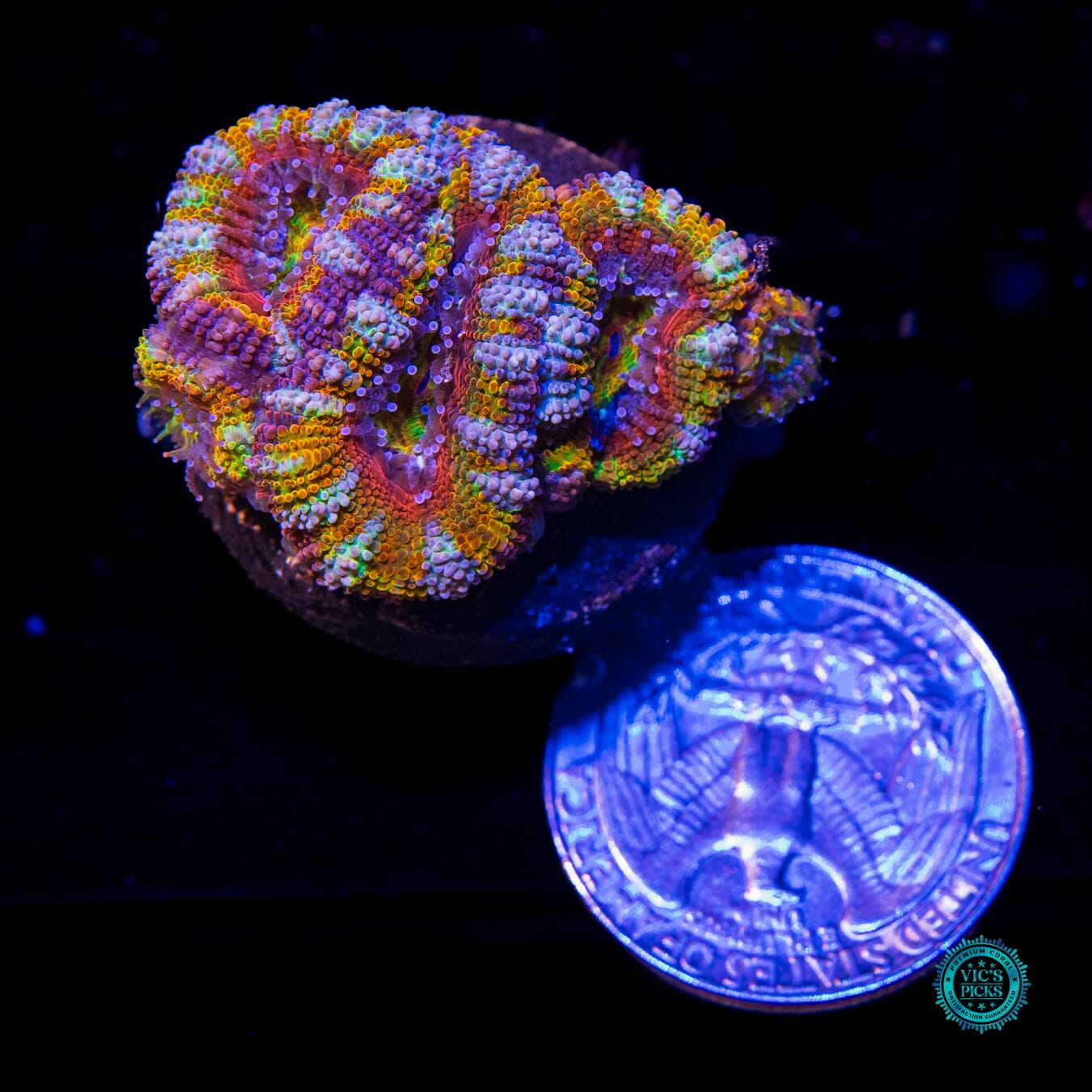 Lucky Charms Aussie Lord - Actinic Photo