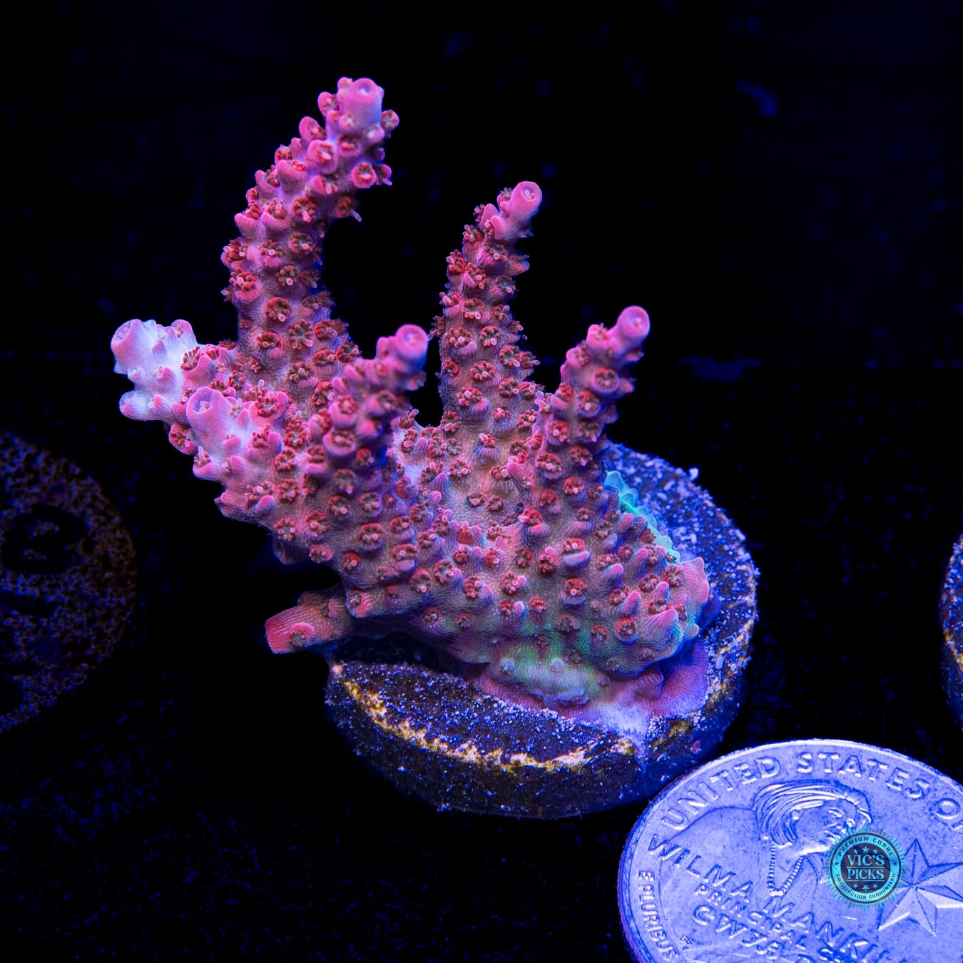 WWC Pantera Rosa Acropora - Actinic Photo