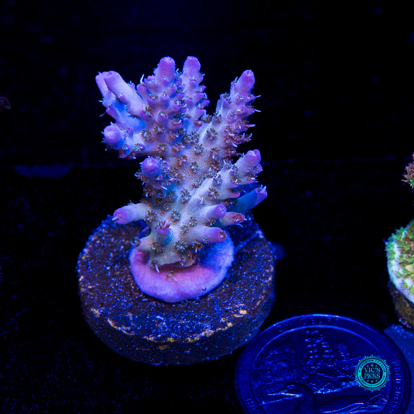 WWC Peacemaker Acropora