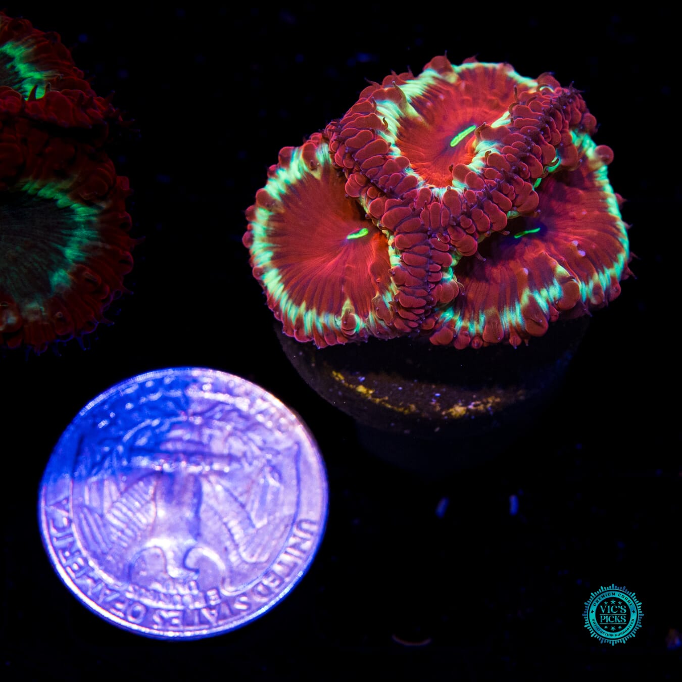 Fire Orchid Blastomussa - Actinic Photo