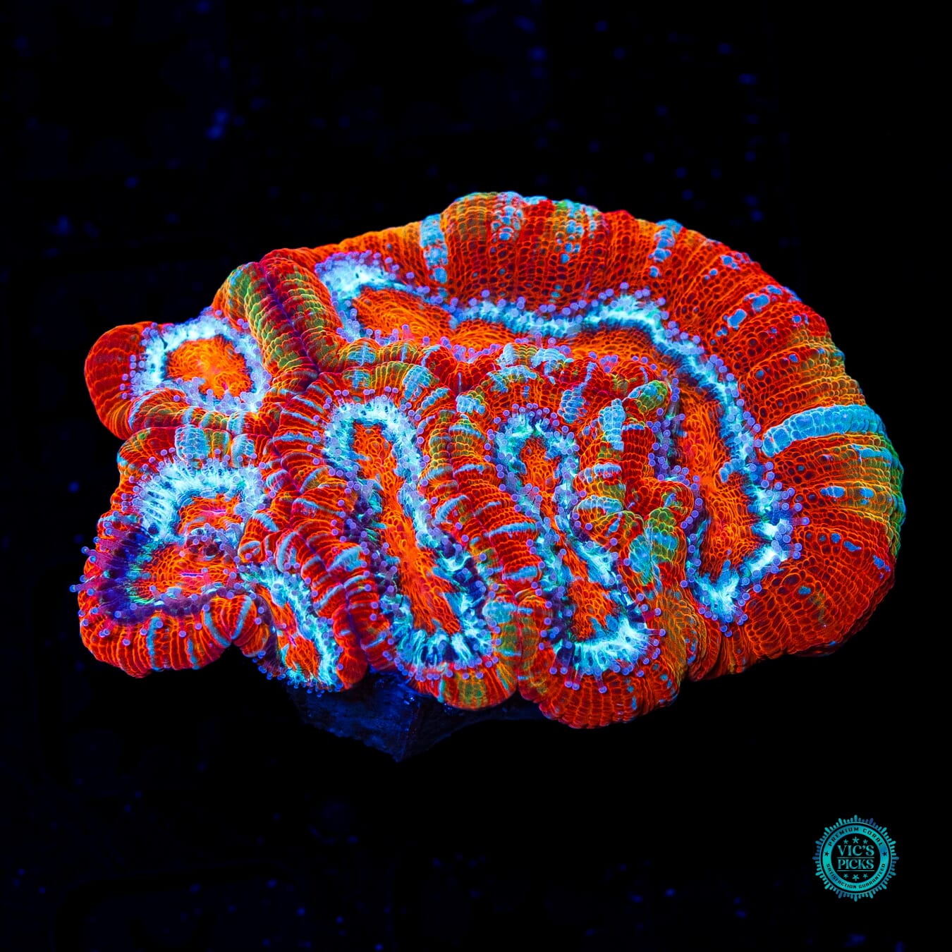 Tiger's Fury Symphyllia Wilsoni - Daylight Photo