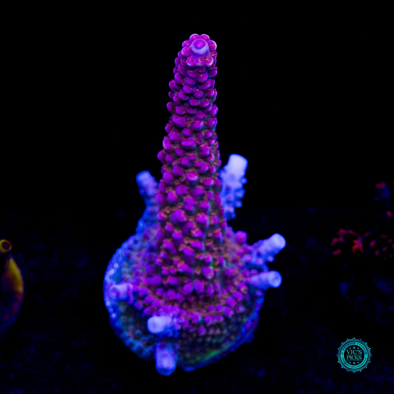 WWC Dreamweaver Acropora - Daylight Photo