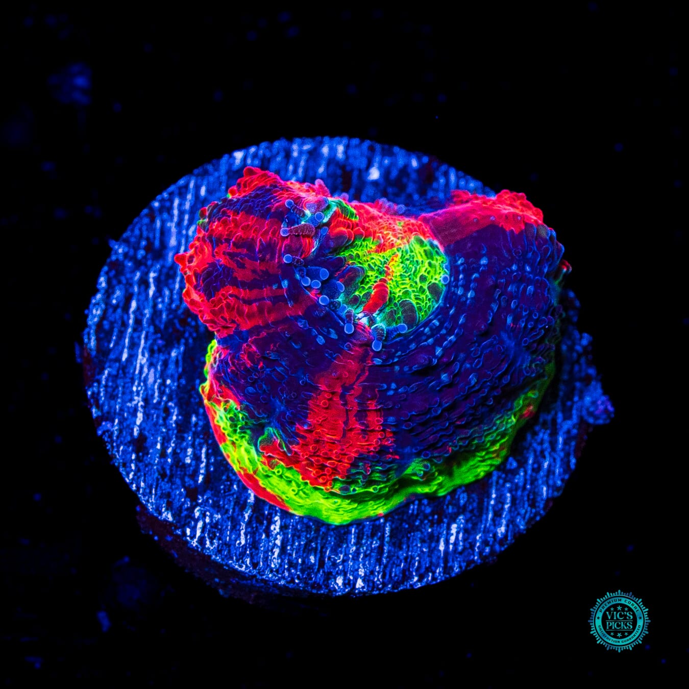 WWC Pit Viper Bowerbanki - Daylight Photo