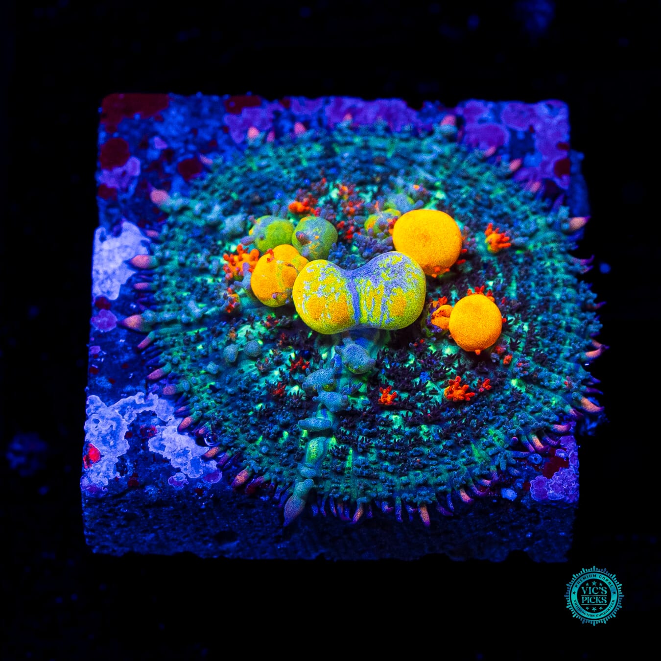 WWC OG Bounce Mushroom - Daylight Photo