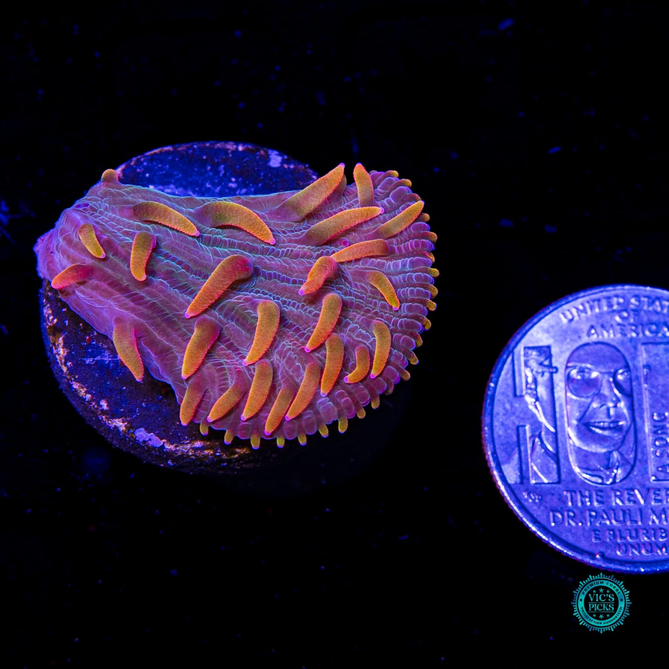 Martian Thunderstorm Diaseris Plate - Actinic Photo