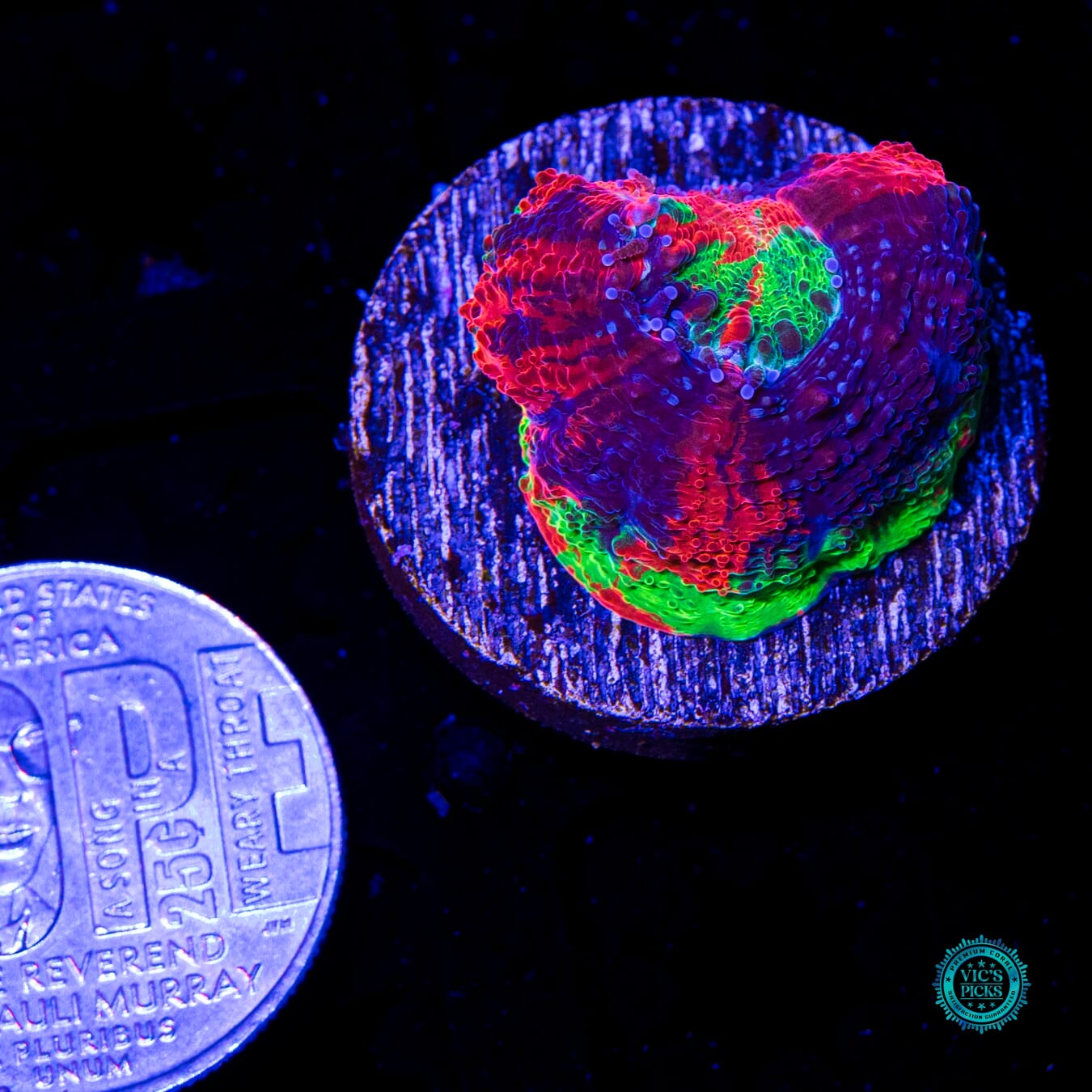 WWC Pit Viper Bowerbanki - Actinic Photo