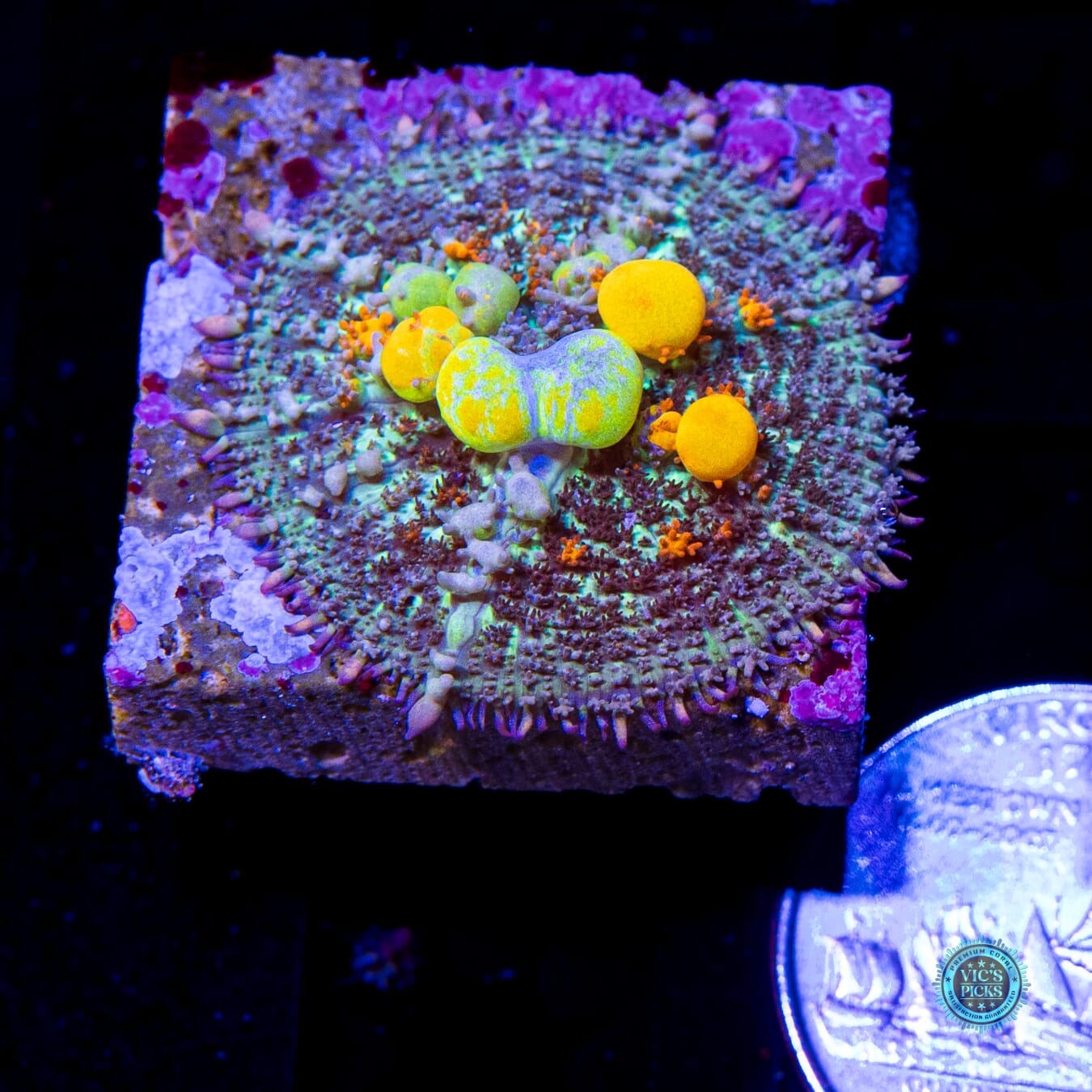 WWC OG Bounce Mushroom - Actinic Photo